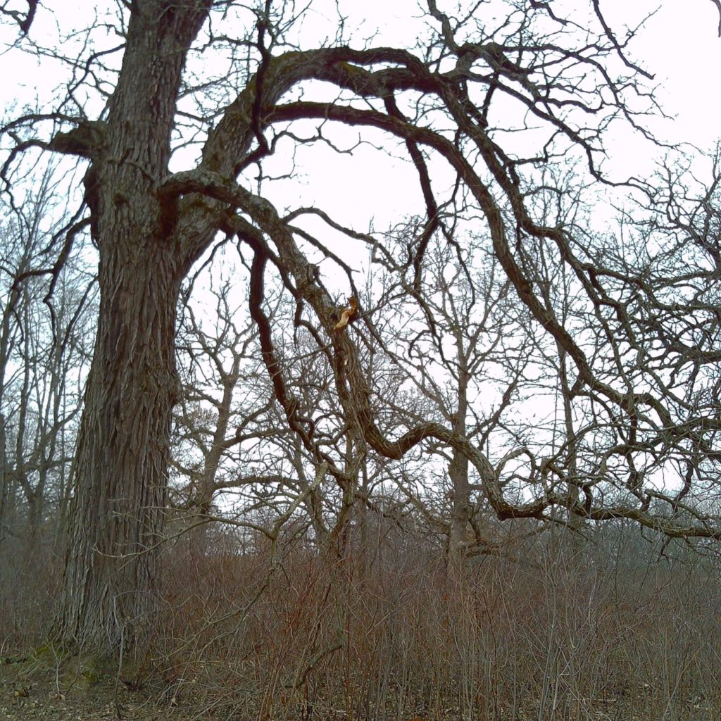 Image #2 from Edward Shackleford